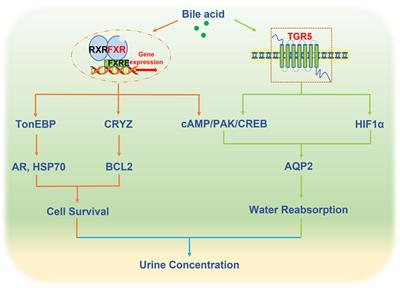 Bile acid receptors and renal regulation of water homeostasis